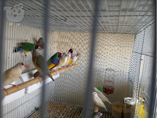 PoulaTo: GOULDIAN Παραδεισια  σε αριστη κατασταση και σε διαφορα χρωματα 20euro